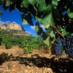www.turismepriorat.org 