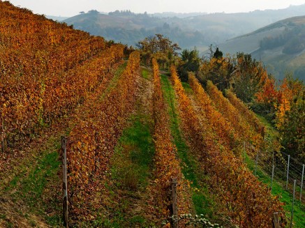 Rivetto vineyards