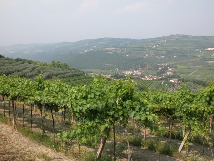 Sartori vineyards