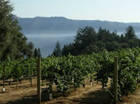 Smith-Madrone vineyards via Mike Dunne 