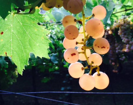 Soave Garganega grapes via Twitter 