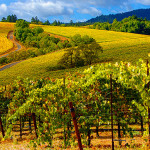 sonoma chat rrv vineyards2