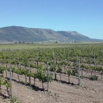 cantina ariano vineyards2