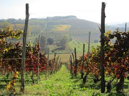 cantina del pino via vinolicious