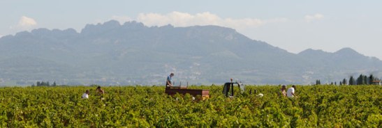 Domain Boisson Grape Harvest Southern Rhone Valley
