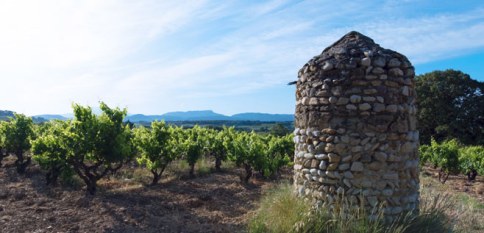 Domain Boisson Vineyards Southern Rhone Valley