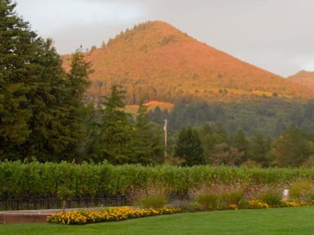Landmark vineyards view of Maycamas Mountains