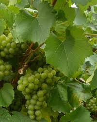 Loire Valley melon de bourgogne grapes