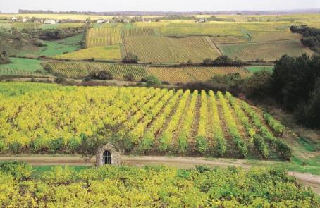 Rosé D’Anjou: www.infotourisme.net 