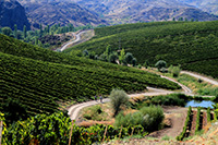 Vinkara vineyards2