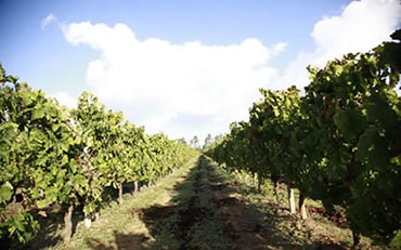 cantina di mogoro vineyards