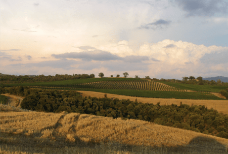 collosorbo vineyards