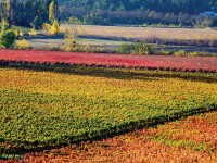 marques de casa concha vineyards
