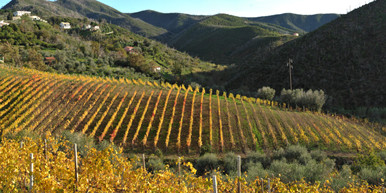 Bisson vineyards liguria