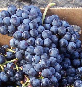 Cabernet Franc grapes