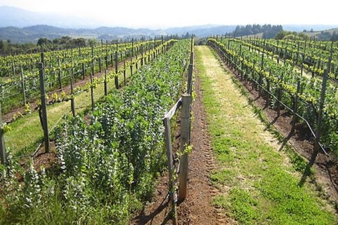 Muscardini vineyards