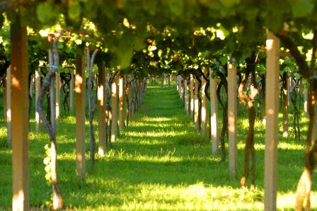 Rias Baixas vineyard pergolas