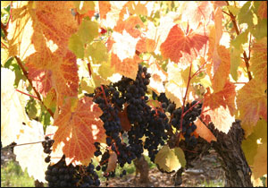 Malbec in Domaine du Theron vineyards 