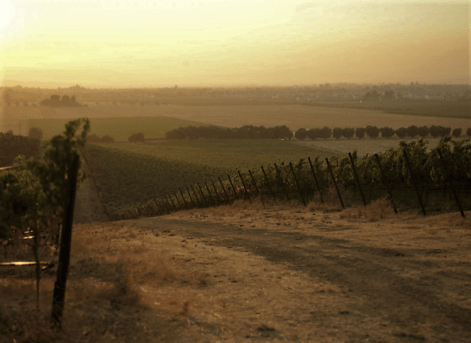 Murrietas Well vineyards