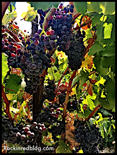 Grenache rouge grapes growing in Acquiesce vineyard