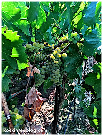 Viognier grapes in Acquiesce vineyard