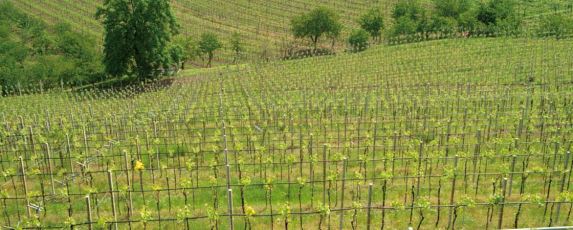 dama del rovere soave vineyards