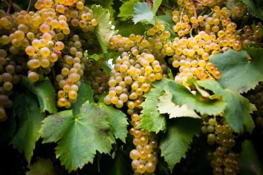 garganega grapes soave