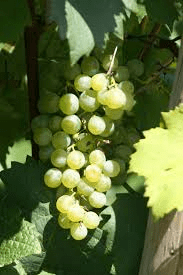 Gruner Veltliner grapes