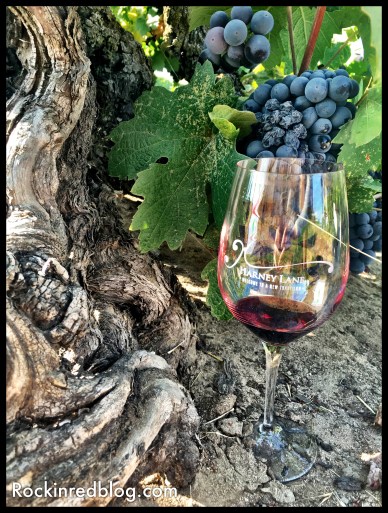 Look at that old and gnarley Lizzy James Vineyard zinfandel vine, with ages dating back 100+ years. 