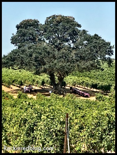 Lunch under this beautiful tree in the Bokisch Vineyards. 