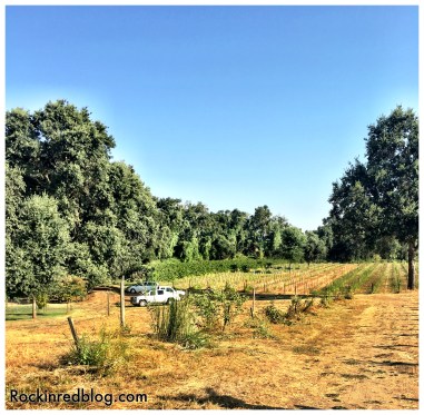 Mokelumne Glen Vineyard 