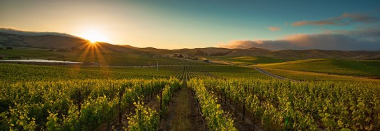grgich-hills-vineyards