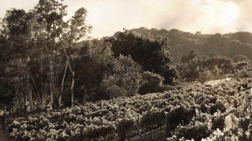 arrowbranch-vineyards