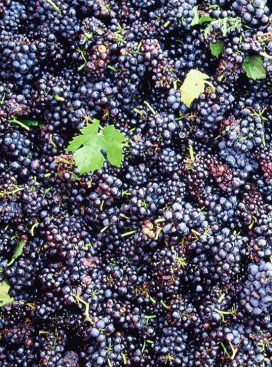 beaujolais-gamay-duboeuf