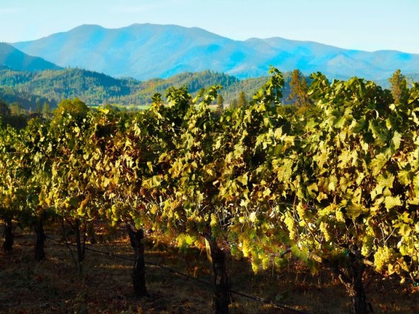 Troon Vineyard Estate Vermentino Framed by the Siskiyou Mountains via Craig Camp http://winecampblog.com/journal/