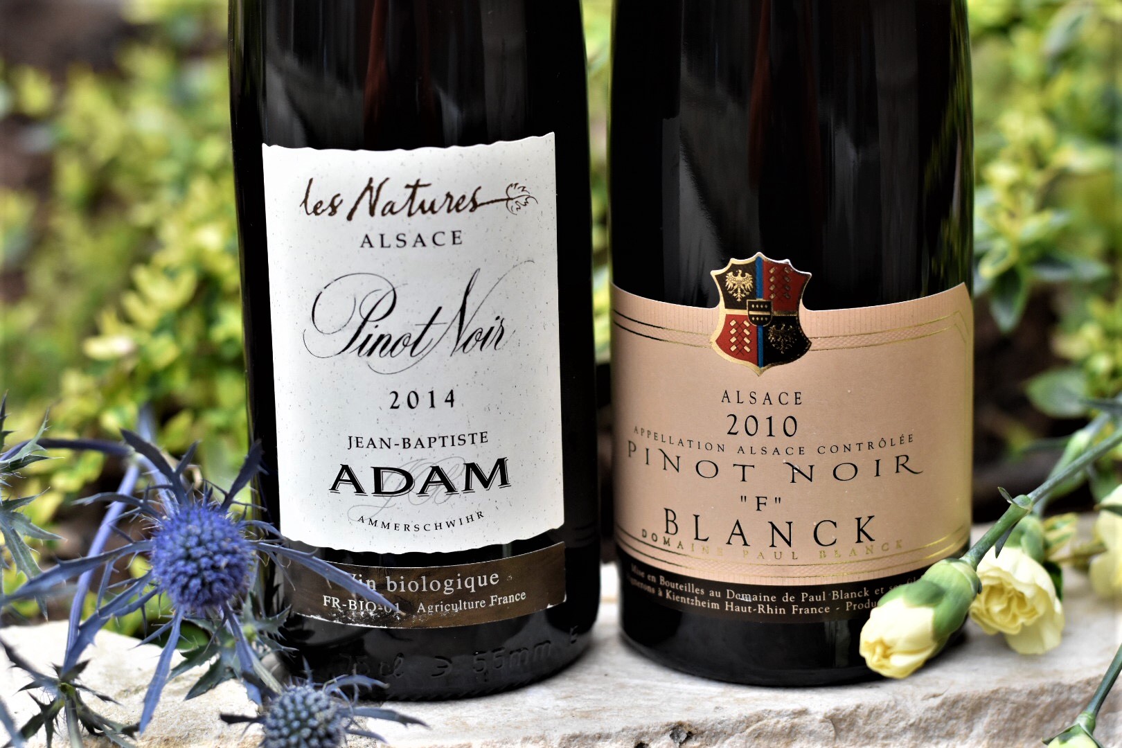 Two Elegant Pinot Noirs from Alsace – ROCKIN RED BLOG