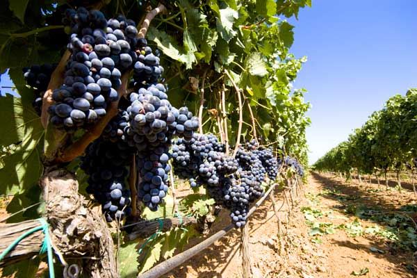 San Marzano Elevates the Status of Primitivo