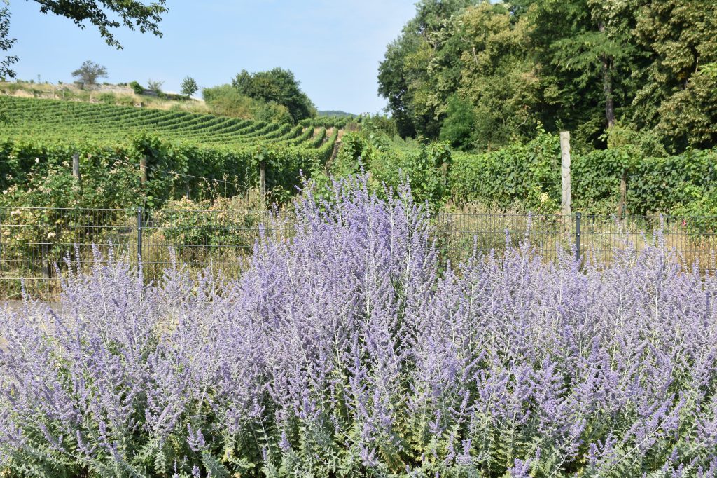 The Must-Visit Wine Region Full of&nbsp;Surprises