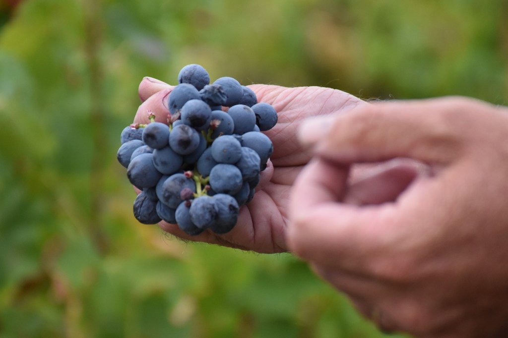 Invitation to Join French #Winophiles Exploration of&nbsp;Rasteau